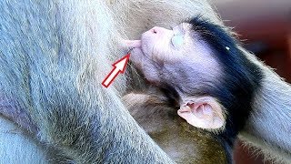 So nice, Smart Girl baby Jilla Breastfeeding until Fall As sleep, Good Mom Jill Protect Her Baby.