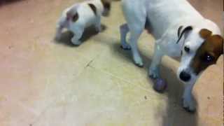 Jack Russell impresionantes cachorros pura raza pedigri 3.   697 329 355