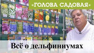 Голова садовая - Всё о дельфиниумах