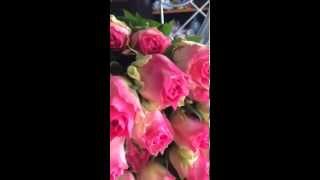 Rosa Malibu