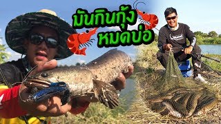 ปลาช่อนกินกุ้งในบ่อ เราก็ต้องไปปราบ ทริปซ้ำ!