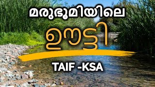 TAIF TRIP  │മരുഭൂമിയിലെ ഊട്ടി │മഞ്ഞും മഴയും വയലുകളും