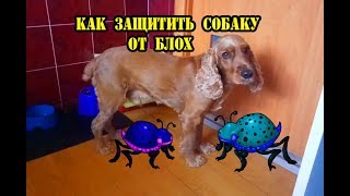 Как защитить собаку от блох. Как вывести блох. Капли от блох