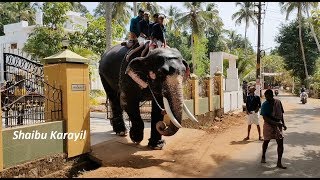ഒല്ലൂക്കര ജയറാം | OLLUKKARA JAYARAM ELEPHANT AT PARKKADI POORAM 2020