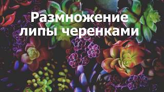 Размножение липы черенками