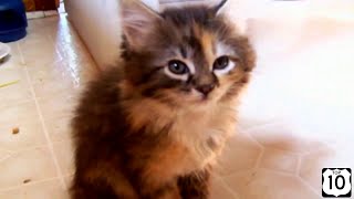 Приколы про животных. 2015 . Коты отжигают и не только  Топ.