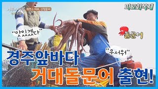 경주 연동항 앞바다 통발에서 갓잡아올린 돌문어. 과연 그 맛은?