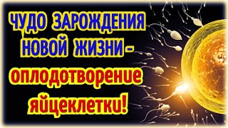 *ЧУДО ЗАРОЖДЕНИЯ НОВОЙ ЖИЗНИ - ОПЛОДОТВОРЕНИЕ ЯЙЦЕКЛЕТКИ!*