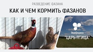 Разведение фазанов. Как и чем кормить фазанов.