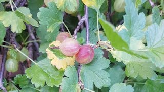 24 июня 2019/ежедневник Ангелов/Лена Воронова