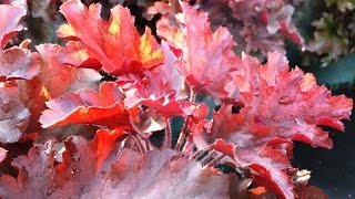Heuchera Dolche® Cinnamon Curls - Coral Bells