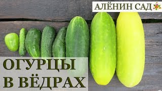 ОГУРЦЫ в вёдрах / Вся история в одном видео / Как вырастить огурцы с гидрогелем  #3