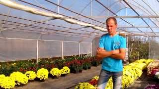 Rentează cultivarea florilor la ghiveci?  Detalii - www.florighiveci.ro