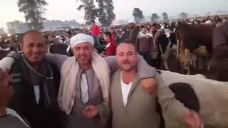 اسعار البقر الحلاب فى سوق قطور بالغربية 29/11/2019