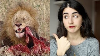 Los animales comen a otros animales