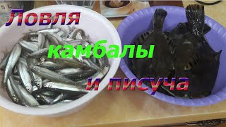 Рыбалка на Тавричанке и Почехезе,  ловля камбалы и писуча - корюшка.  Приморский край 2020г