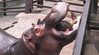 カバのスイカまるごとタイム Hippo eat a whole watermelon in one bite