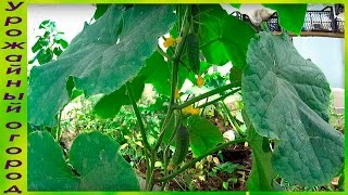 ВЫРАЩИВАНИЕ ОГУРЦОВ В МЕШКАХ!ПЕРВЫЙ УРОЖАЙ И ФОРМИРОВКА!