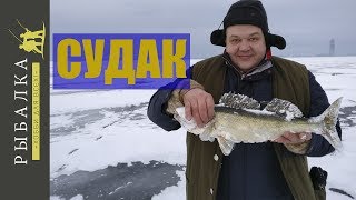 Ловля судака на Финском заливе. Зимняя рыбалка на раттлин