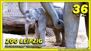 ? ZOO LEiPZiG • Baby Elefant, Rani, Don Chung & Voi Nam / Travel - Слоненок - зоопарк - Animals