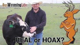 Cow Tipping, Snipe Hunting and the Elusive Wyoming Jackalope