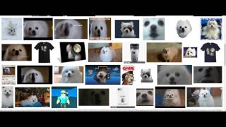 Gabe. the dog who nerver dies.