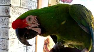 Military Macaw Saying Cracker & Dancing