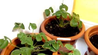 Выращивание ремонтантная клубника земляника strawberry на окне 02.12.17