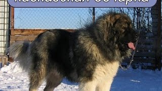 Кавказская овчарка.