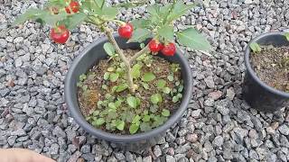 Pimenta biquinho - por que não cresce?
