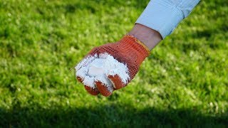 Известь! Побелка! Супер польза известкования грядок и газона на зиму!