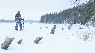 ДА В ЭТОМ КОРЯЖНИКЕ ПОЛНО РЫБЫ!!! ТЁЩА БУДЕТ ДОВОЛЬНА