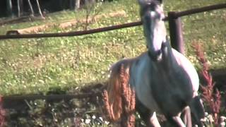 Нимб 2012 от Империала