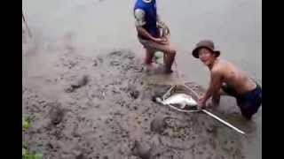 Ngày 15 / 11 / 2012 bắt cá chẽm khổng lồ , đập 2 Thăng