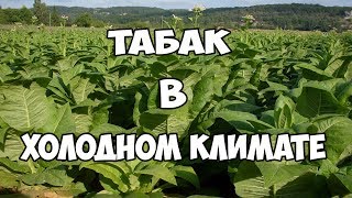 как вырастить табак в холодном климате? что мы курим?из чего делают сигареты в Европе?