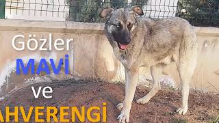Sivas Kangalı ile Sibirya Kurdu ile Çiftleşmesi Sonucu Kangal Kırması Yavru Köpek