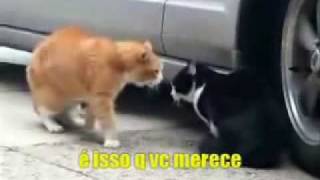 Gatos Discutindo (com Legenda)
