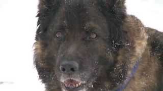 Der Wolf Doku