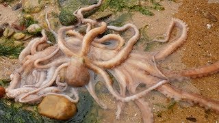 小章冒着大雨赶海，水坑里的海鲜一窝一窝的捡。好多章鱼和海星！【赶海小章】