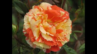 обрезка ч/г розы, питомник роз полины козловой, rozarium.biz spring pruning of a tea-hybrid rose