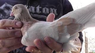 Так может ли бойный голубь набрать игру в голубятне который ни разу не летал в небе ?!?!?!