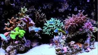 Eren Yelkenci's Nano Reef Aquarium 1 - ReeFlowers