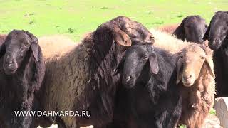 Элитные гиссарские овцы Таджикистана, Племзавод Гиссар , Фархор