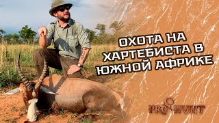 Охота на хартебиста в Южной Африке