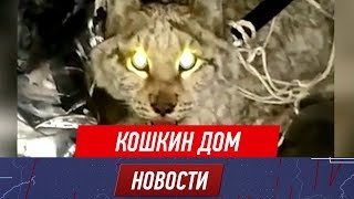 Рысь в поисках пищи забрела в семейскую многоэтажку