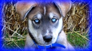 Siberian Husky Puppy Play Date! Millie and Sasha Come to play!