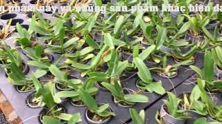 Hoàng Nhạn Thái- Lô hàng cuối cùng trong năm [ Mai Huy ]