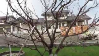 Абрикос. Где закладываются цветочные почки. Обрезка.
