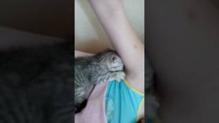Взрослый котёнок ищет сиську