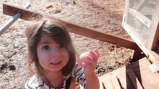 Incubating Muscovy Duck Eggs| Processing a Steer